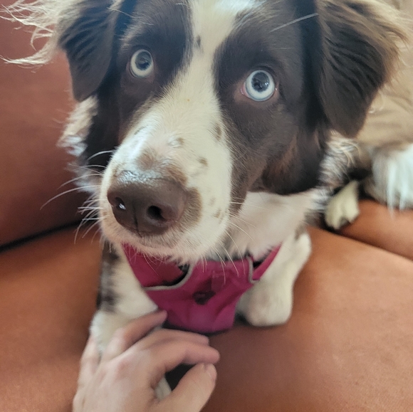 Meet your Posher, Travis - Picture 4 of 5